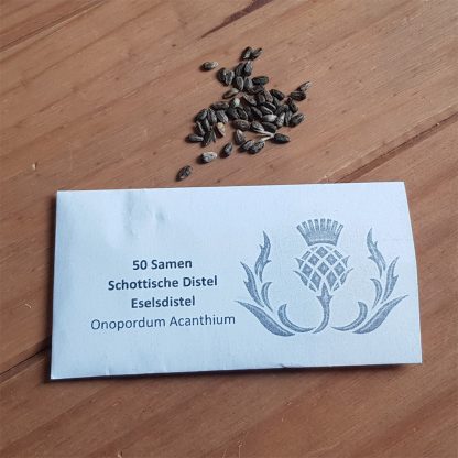 Samen schottische Distel