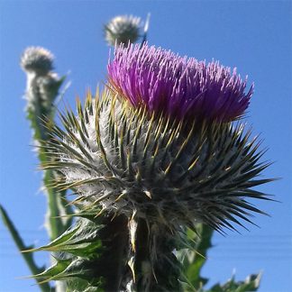 Schottische Distel Wolldistel Eselsdistel