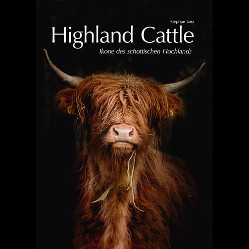 Highland Cattle - Ikone des schottischen Hochlands