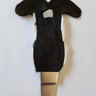 Blackcock Feather